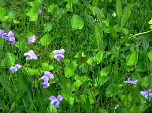 Violets in My Lawn