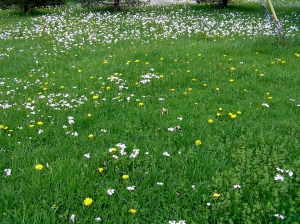 backyard meadow